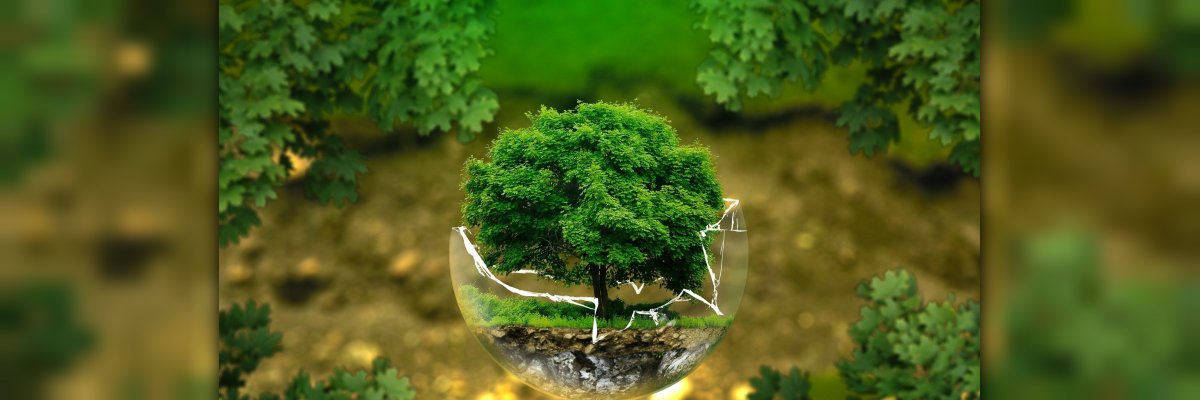 Klimaschutz ein Baum wächst aus einer kaputten Glaskugel