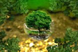 Klimaschutz ein Baum wächst aus einer kaputten Glaskugel