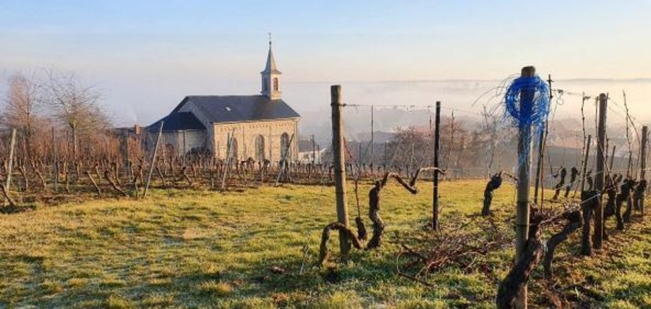 Im Vordergrund sieht man einen Weinberg und im Hintergrund die Kirche in Ludwigshöhe. Darüber blauen Himmel.