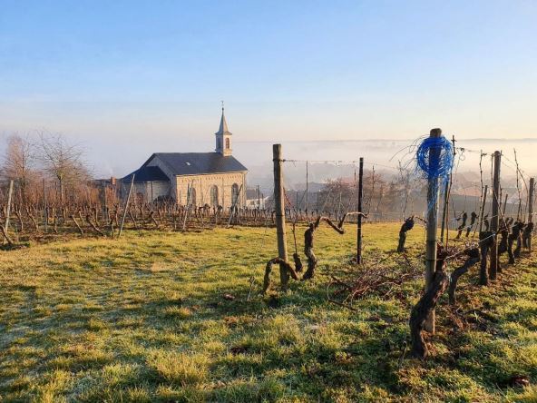 Im Vordergrund sieht man einen Weinberg und im Hintergrund die Kirche in Ludwigshöhe. Darüber blauen Himmel.