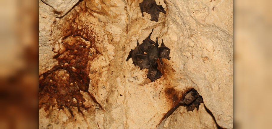 mehrere Fledermäuse die an einer Decke krabbeln