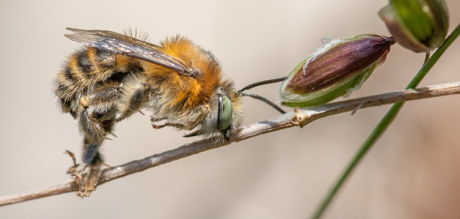 Vierfleck Biene